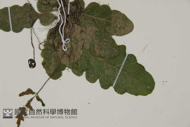 地耳蕨藏品圖，第4張