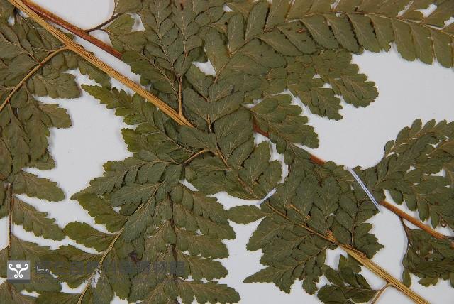 粗毛鱗蓋蕨藏品圖，第4張