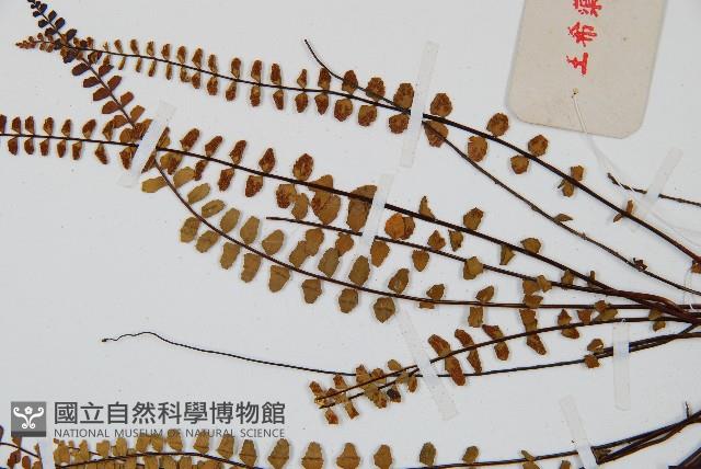 鐵角蕨藏品圖，第4張