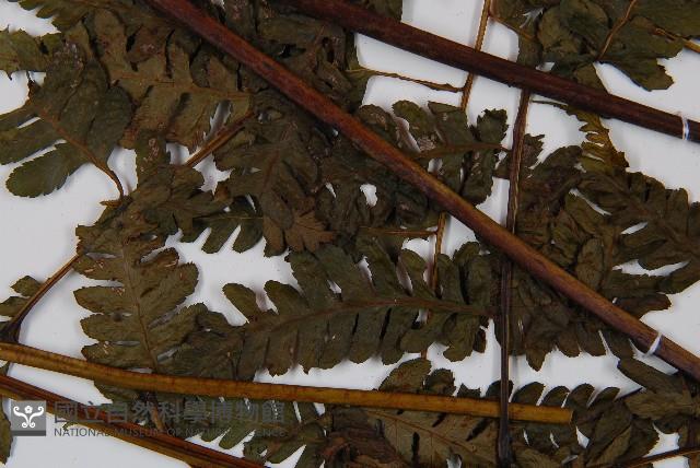 奄美短腸蕨藏品圖，第4張