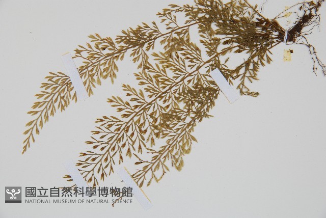 薄葉鐵角蕨藏品圖，第4張