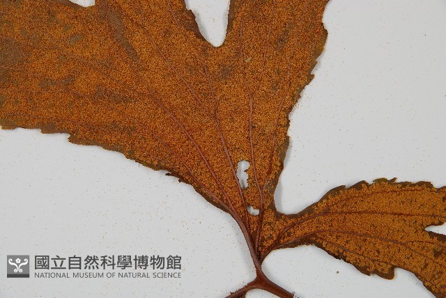 雙扇蕨藏品圖，第7張