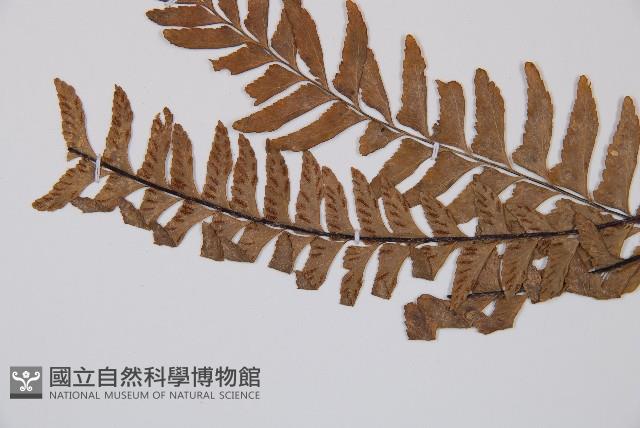 單邊鐵角蕨藏品圖，第4張