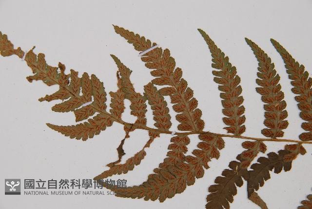 東洋蹄蓋蕨藏品圖，第4張