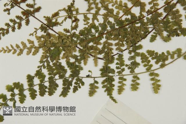 縮羽鐵角蕨藏品圖，第4張