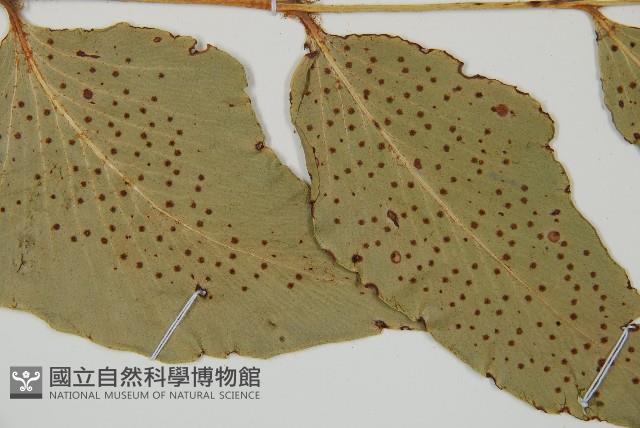 大葉貫眾蕨藏品圖，第4張