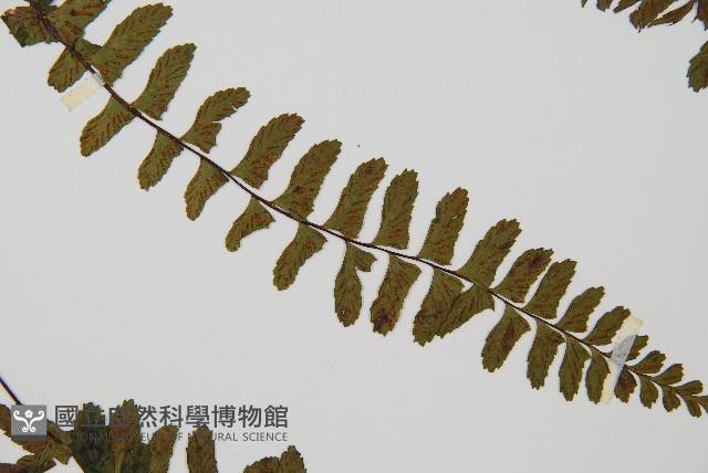 小鐵角蕨藏品圖，第4張