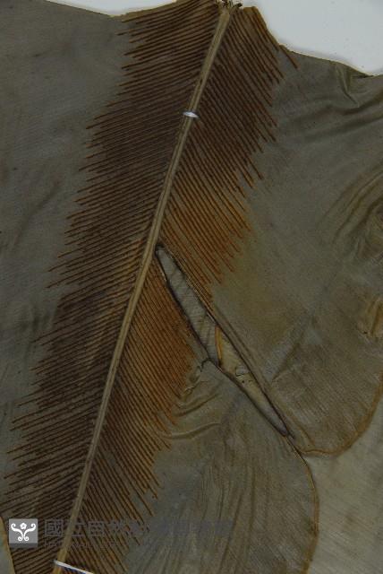 南洋山蘇花藏品圖，第3張