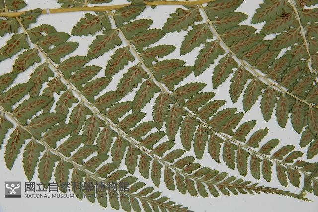 姬蹄蓋蕨藏品圖，第4張