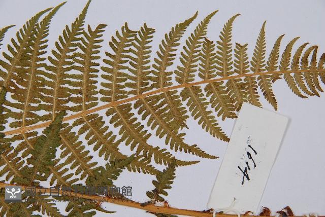 華中蛾眉蕨藏品圖，第4張