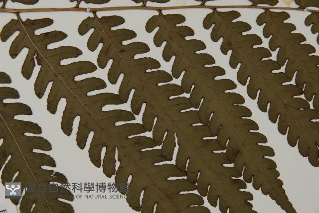 網脈突齒蕨藏品圖，第4張