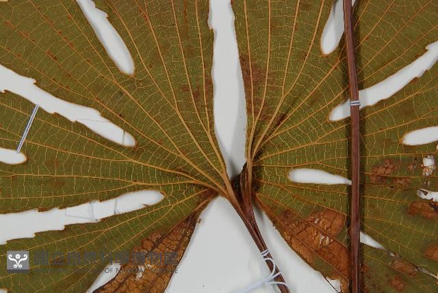 雙扇蕨藏品圖，第4張