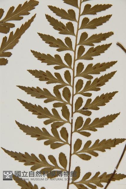 裂葉鐵角蕨藏品圖，第4張