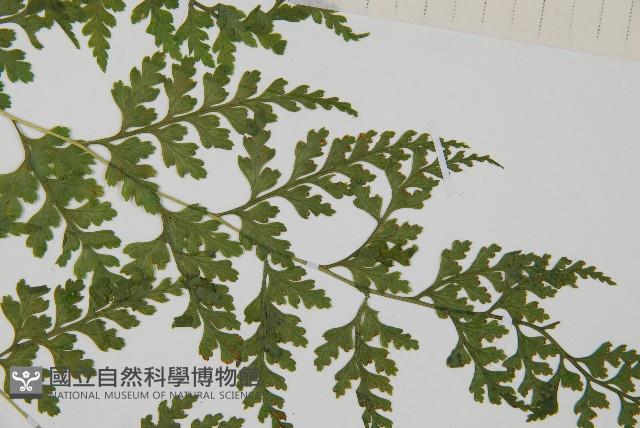 溪洞碗蕨藏品圖，第4張