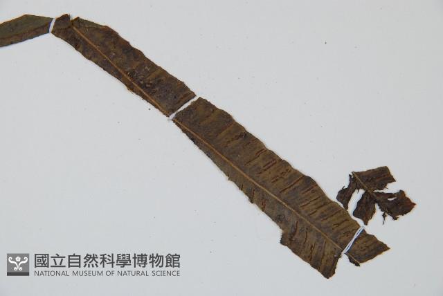 單葉雙蓋蕨藏品圖，第4張