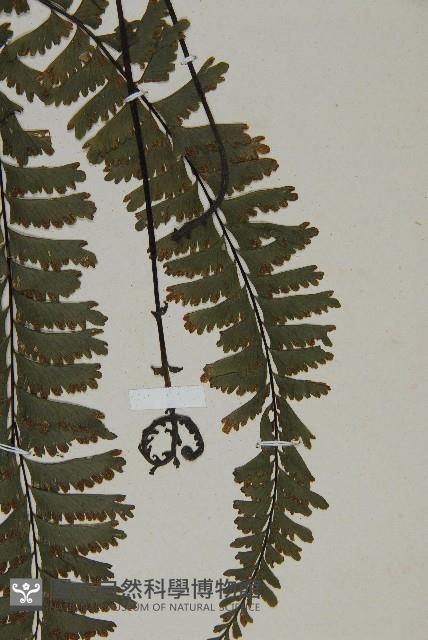 薄葉孔雀鐵角蕨、邊孢鐵角蕨藏品圖，第4張
