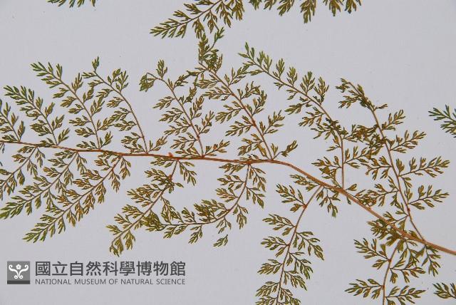 宿枝小膜蓋蕨藏品圖，第4張