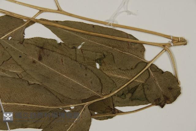 乳頭鳳丫蕨藏品圖，第7張