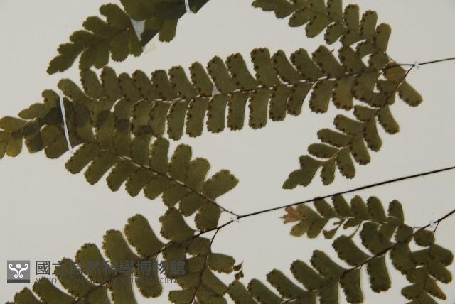 長尾鐵線蕨藏品圖，第4張