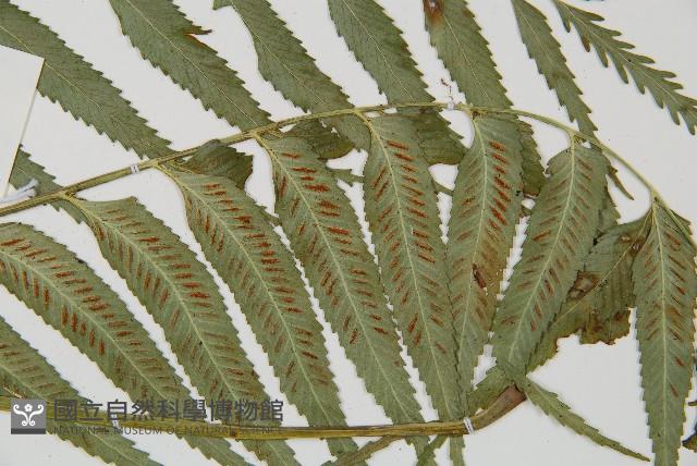 蘭嶼鐵角蕨藏品圖，第4張