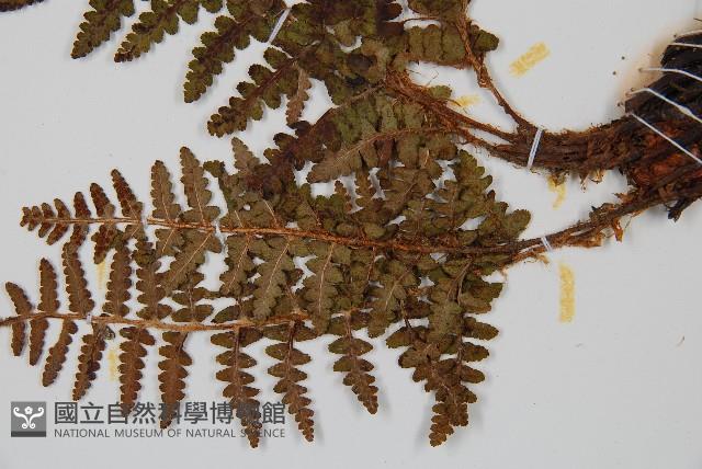 密毛鱗毛蕨藏品圖，第4張