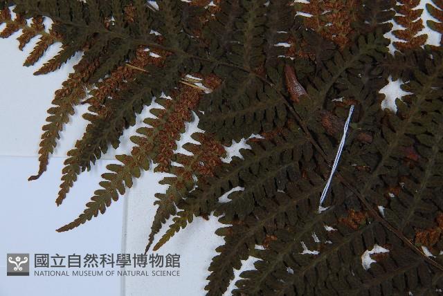 峨眉蕨藏品圖，第4張