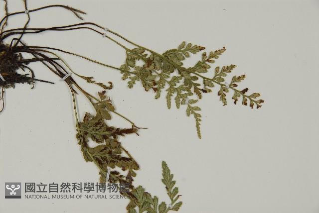 深山鐵角蕨藏品圖，第4張