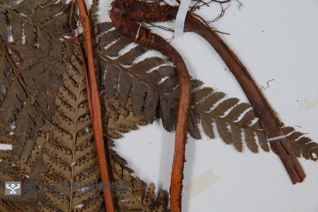 長尾複葉耳蕨藏品圖，第4張