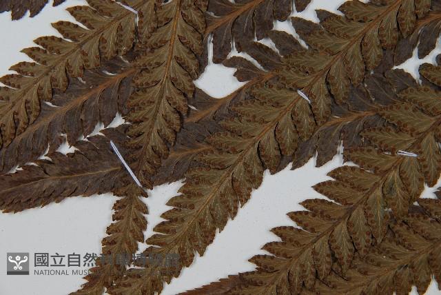 光葉鱗蓋蕨藏品圖，第4張
