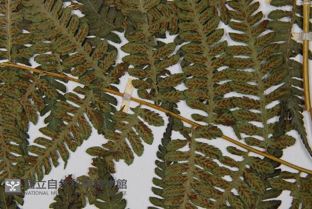 Accession Number:P000306 Collection Image, Figure 4, Total 5 Figures