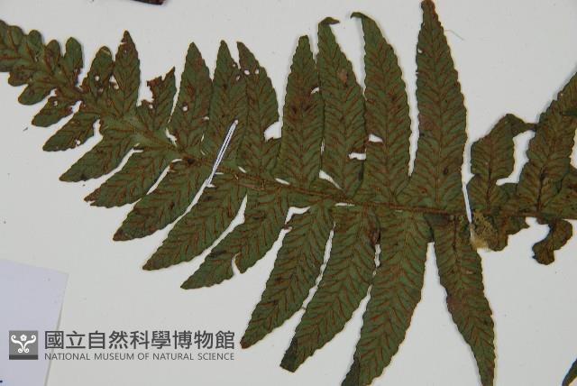 樸氏雙蓋蕨、毛柄蹄蓋蕨藏品圖，第4張