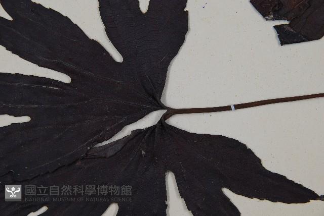 雙扇蕨藏品圖，第4張