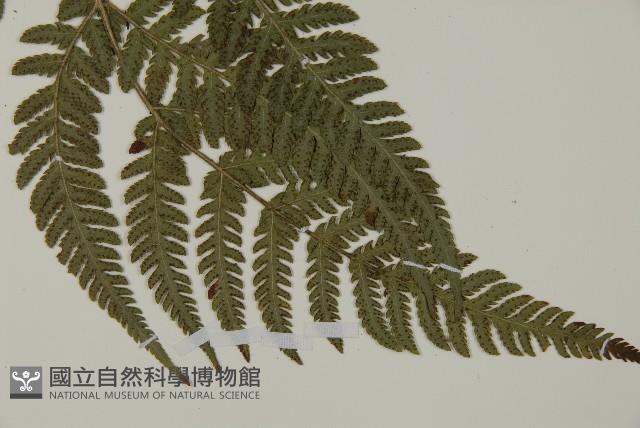 金毛蕨藏品圖，第4張