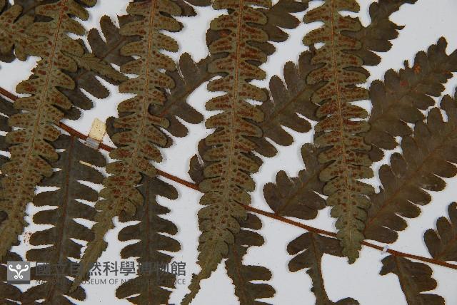 韓氏黑桫欏藏品圖，第4張