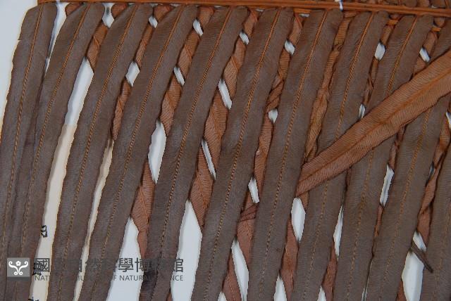 蘇鐵蕨藏品圖，第4張