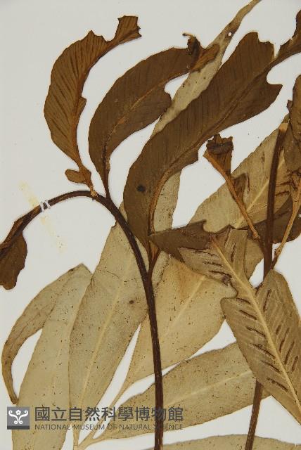 南海鐵角蕨藏品圖，第4張