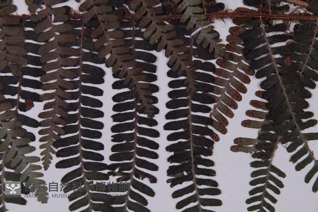 頂囊肋毛蕨藏品圖，第4張