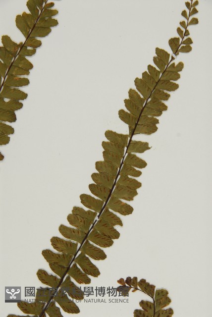 生芽鐵角蕨藏品圖，第4張