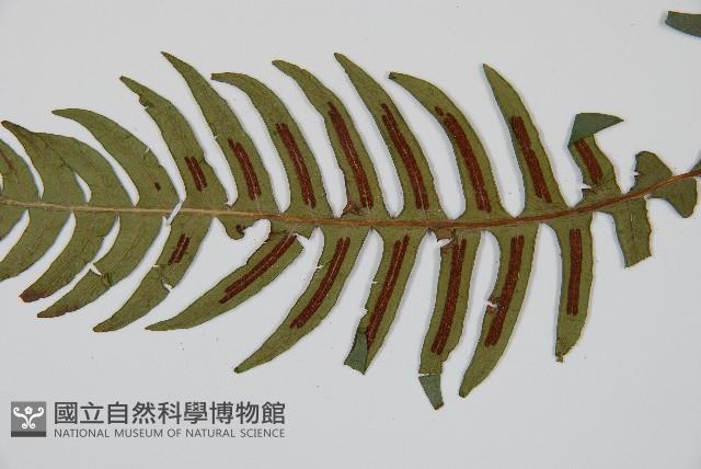 雉尾烏毛蕨藏品圖，第7張