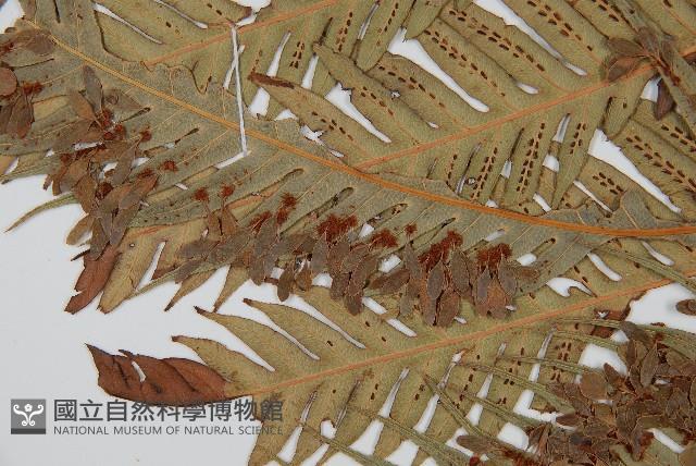 東方狗脊蕨藏品圖，第4張