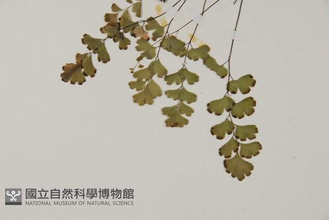 鐵線蕨藏品圖，第4張