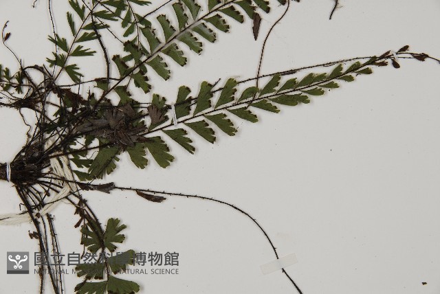 鞭葉鐵線蕨藏品圖，第4張