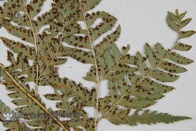 尾形複葉耳蕨藏品圖，第4張