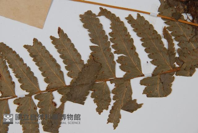 邊緣鱗蓋蕨藏品圖，第4張