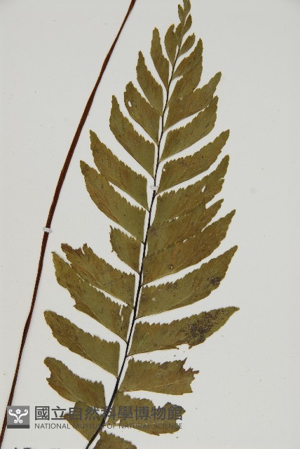 剪葉鐵角蕨藏品圖，第4張
