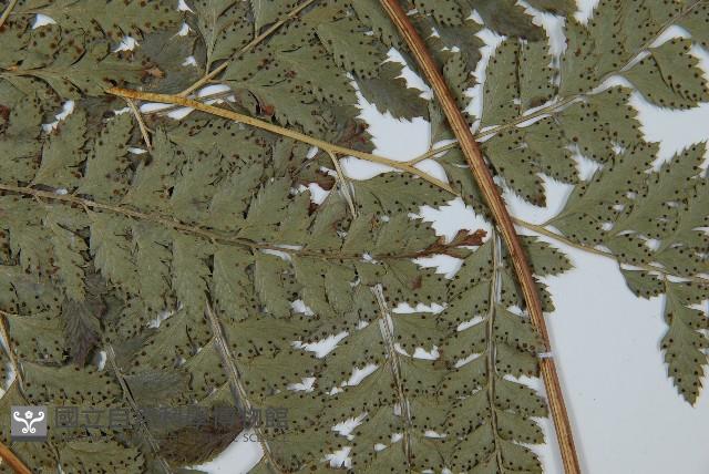 斜方複葉耳蕨藏品圖，第3張