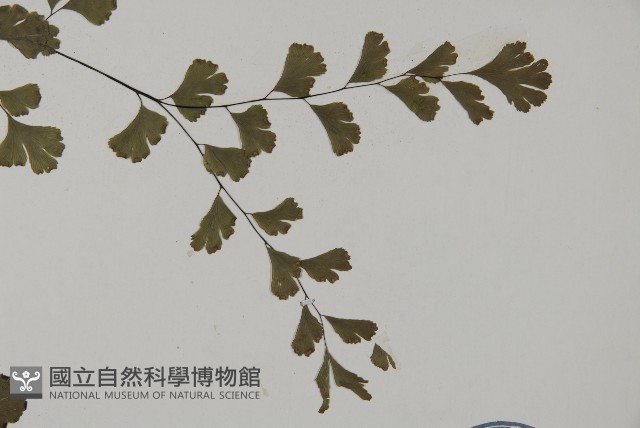 鐵線蕨藏品圖，第4張