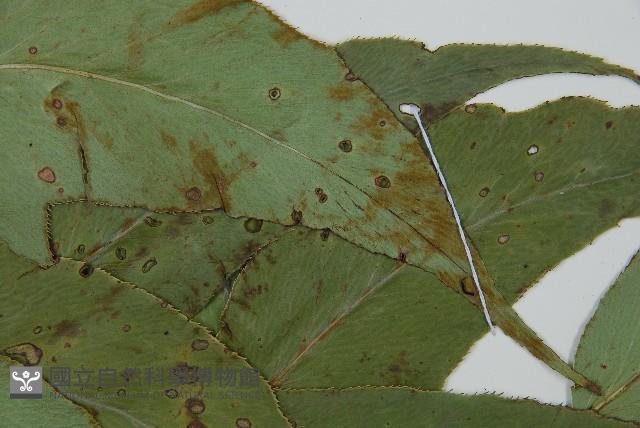 Accession Number:P012016 Collection Image, Figure 4, Total 5 Figures