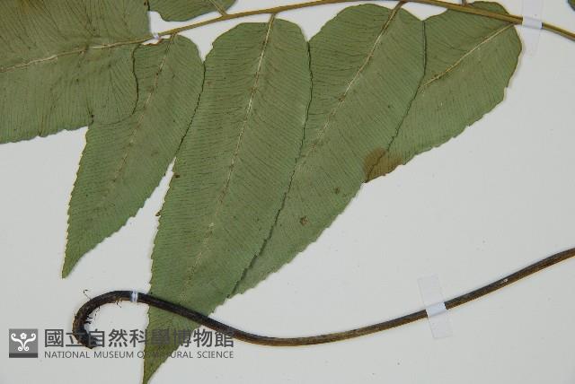 馬鞍山雙蓋蕨藏品圖，第1張