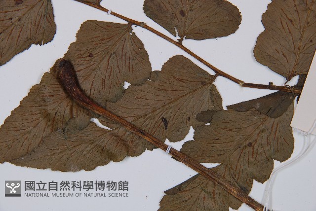 闊葉短腸蕨藏品圖，第4張
